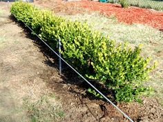 a row of bushes in the middle of a yard