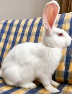 a white rabbit sitting on top of a couch