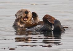 two otters playing with each other in the water, while one holds its mouth open