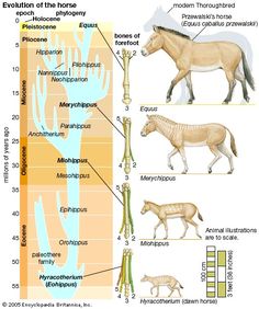 an animal's evolution is shown in this diagram, and shows the different types of horses