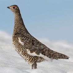 a bird standing in the snow on top of a snowy hill with blue skies behind it