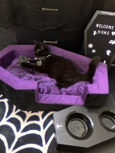 a black cat laying in a purple dog bed next to speakers and a welcome home sign