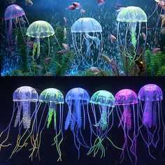 several jellyfish swimming in an aquarium at night and on the same side, there are many different types of jellyfish