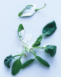 some green leaves and water drops on a white surface with one leaf still attached to the other