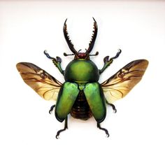 a green and yellow insect sitting on top of a white wall