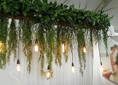 some plants hanging from the ceiling with lights on them