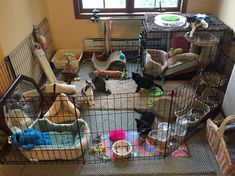 several dogs are in their cages and one dog is laying on the floor next to them