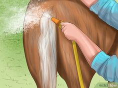 a person washing a horse with a brush