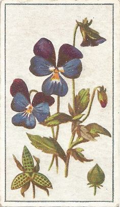 an old postcard with blue flowers and green leaves