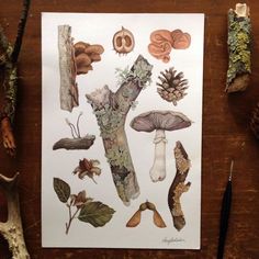 an assortment of mushrooms and other plants on a piece of paper next to paintbrushes