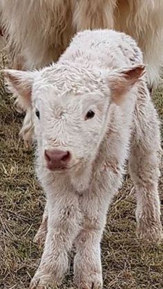 two baby sheep standing next to each other in the grass with one looking at the camera