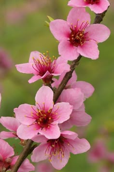 pink flowers are blooming on a tree branch