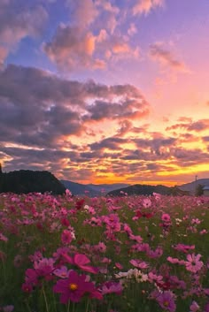 a field full of pink flowers under a purple sky with clouds in the background at sunset