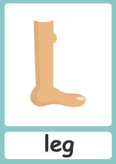 the letter l is for leg