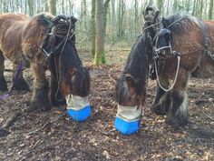 two brown horses standing next to each other on a forest floor with trees in the background