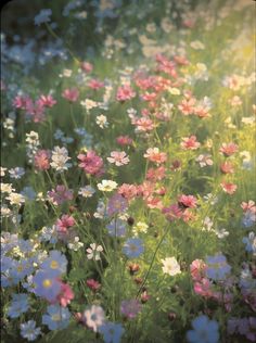 a field full of flowers with the sun shining through it's leaves and grass