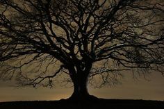 a tree with no leaves on it in the dark night, against a cloudy sky