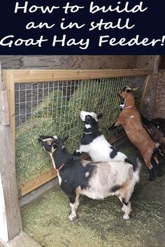 goats in a pen with text overlay how to build an indoor goat hay feeder