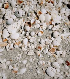 many different shells are on the sand