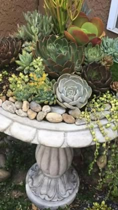 succulents and other plants are arranged in an outdoor planter