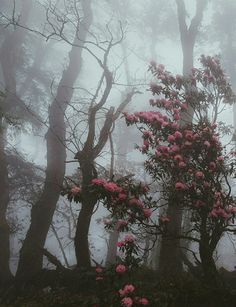 pink flowers blooming on trees in the foggy forest