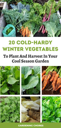 When to Plant Vegetables for a Winter Harvest Winter Vegetable Garden, Plant Advice, Growing Winter Vegetables, Vegetables To Plant, Fresh Crop, Winter Vegetable, Winter Veggies, Winter Vegetables Gardening, Vegetable Harvest