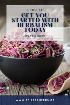 |Spiraea Herbs with Correne Omland| Getting started in the world can seem intimidating! Have you ever felt that way? This video has 6 amazing tips to help you take those first steps into a world of home remedies, herbal medicine and a full apothecary that you and your family can benefit from. Click here to watch the video and learn more! Alkaline Herbs, Herbs Tea, Echinacea Tea, Immune Cells, Healthy Holistic Living, Cough Drops, Healthy Immune System, Boost Immunity, Detox Plan