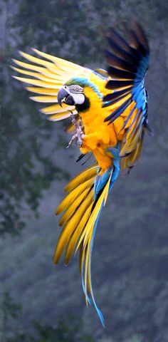 a blue and yellow parrot flying through the air with it's wings spread wide open