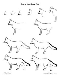 how to draw the gray fox step by step