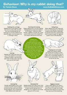 an info sheet describing rabbits and how they can be used to help them understand their surroundings