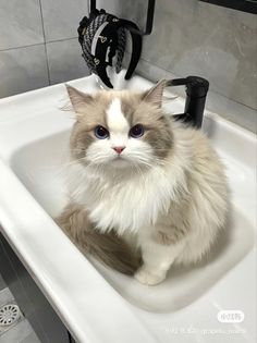 a fluffy cat sitting in a bathroom sink