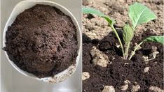 two pictures side by side, one showing soil and the other shows a plant growing out of it