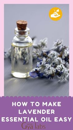 Lavender Oil Make Lavender Essential Oil, Lavender Oil Diy, Lavender Essential Oil Diy, Lilac Essential Oil, Lavendar Oil, Diy Lavender, Floral Essential Oils