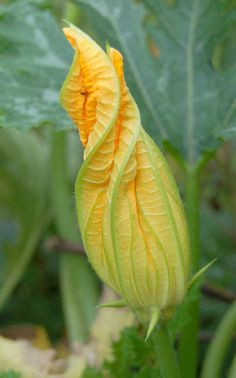 a close up of a yellow flower on a plant with green leaves in the background