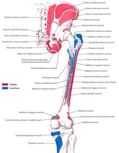 an image of the lower limb and upper limb muscles with labels on each side, labeled in red