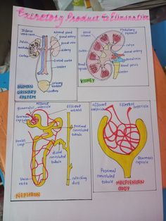 an image of diagram of human body and nervous system on white paper with pink writing