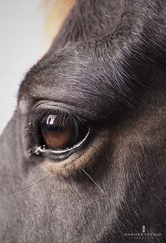 the eye of a black horse with brown spots