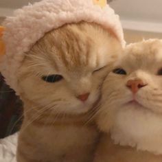 an orange and white cat with its head on the back of another cat wearing a pink hat