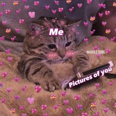 a cat laying on top of a bed next to a bottle with the words me pictures of you