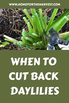 a plant with the words when to cut back daylilies