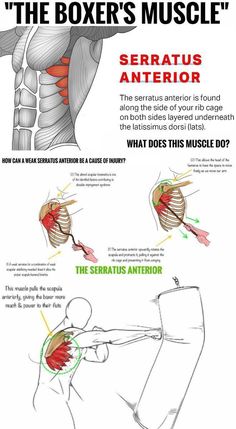 the muscles and their functions are shown in this diagram, which shows how they work