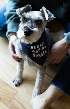 a small dog wearing a bandana sitting on top of a person's lap