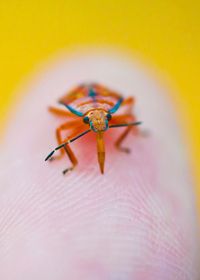 a small insect sitting on the tip of a persons finger in front of a yellow background