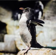 a penguin standing on top of a rock next to another bird in the background,