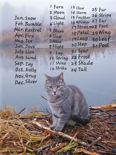 a gray cat sitting on top of a pile of dry grass next to a body of water