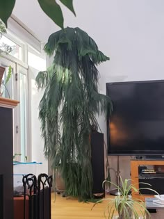 a living room with a television and plants in it