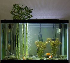 an aquarium with plants and rocks in it