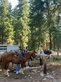 two horses standing next to each other in the woods