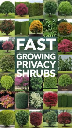 the cover of fast growing privacy shrubs, with images of trees and bushes in different colors