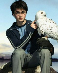 a man sitting on top of a rock next to an owl with eyeglasses